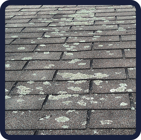 White and green lichen patches on roof shingles Halifax NS