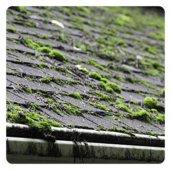 Green moss growth on roof shingles Halifax Dartmouth Bedford
