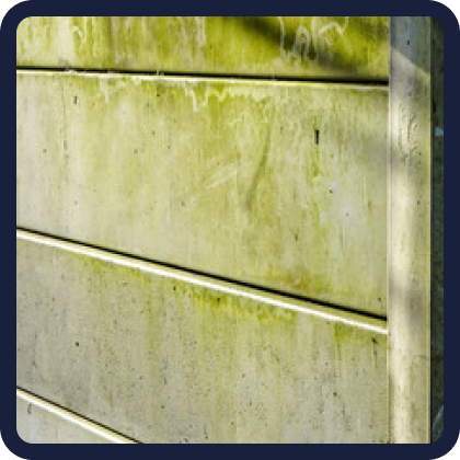 Algae and moss removal from concrete walkway pressure washing Halifax