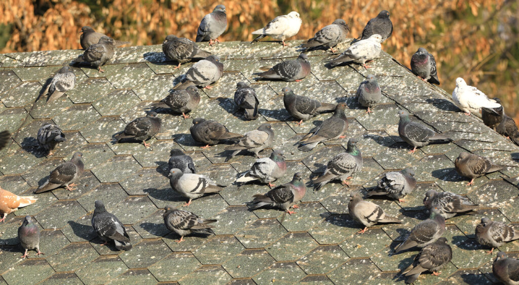 A rooftop covered with pigeon infestation, Halifax NS.