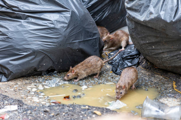 Rats crawling through outdoor garbage bags in Halifax, Nova Scotia.